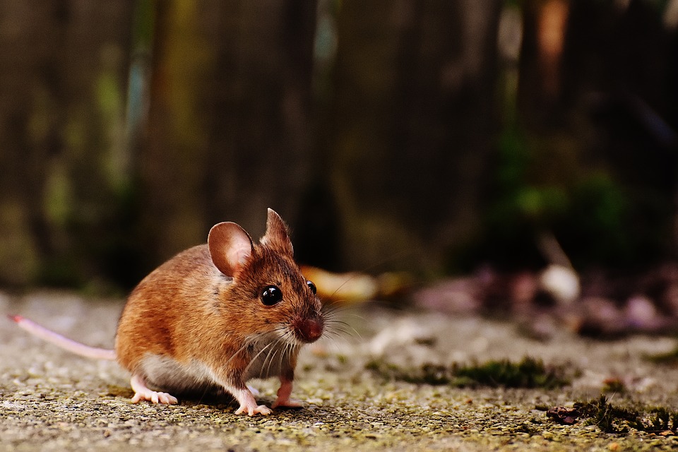 Does spray foam insulation prevent rodents and pests? - Quora