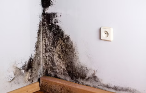 mouldy cavity wall insulation